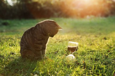 Şirin kedi ve dışarıdaki çimlerde kum saati.