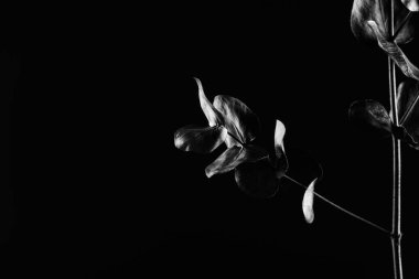 Koyu arkaplanda okaliptüs dalı