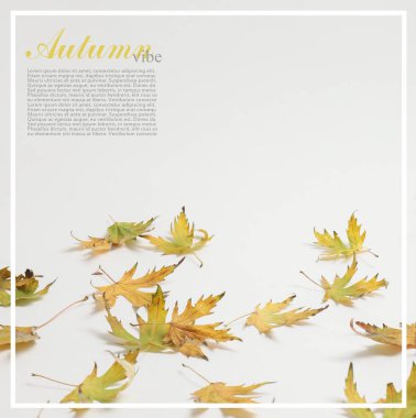 Metin için boşluk olan sonbahar yaprakları beyaz arkaplanda