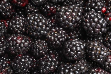 Arka plan olarak taze olgun böğürtlen