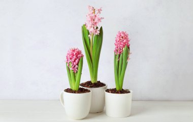 Açık arkaplanda güzel çiçek açan sümbül bitkileri