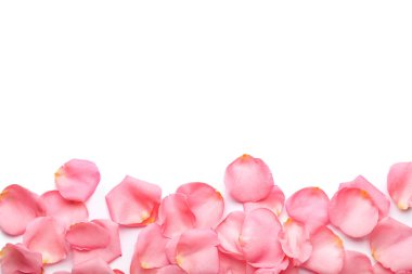 Beyaz arka planda güzel pembe gül yaprakları