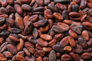 Arkaplan olarak kakao fasulyesi yığını
