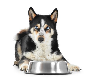 Beyaz arka planda kuru yiyecekler olan kasenin yanında sevimli bir köpek.