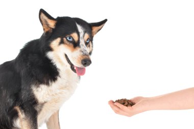 Sahibi beyaz arka planda sevimli köpek besliyor