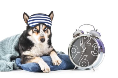 Alarmlı saati, uyku maskesi, beyaz arka planda ekose ve yastığı olan sevimli bir köpek.