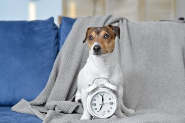 Evdeki kanepede çalar saati olan sevimli bir köpek.