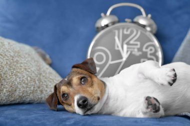 Evdeki kanepede çalar saati olan sevimli bir köpek.