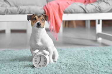Evde çalar saati olan sevimli bir köpek.