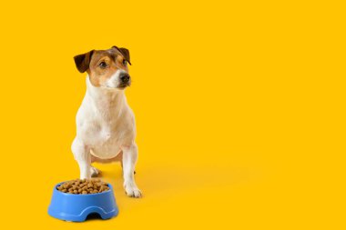 Tatlı köpek, kasenin yanında. Arka planda kuru yemekler var.