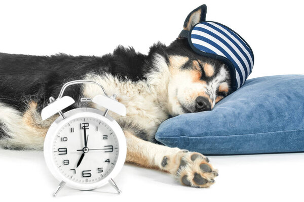 Милая собака с будильником, маска для сна и подушка на белом фоне
