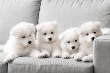 Şirin Samoyed yavruları evdeki kanepede