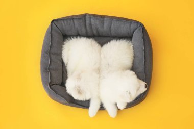 Renkli arka planda evcil yatağı olan şirin Samoylu yavrular.