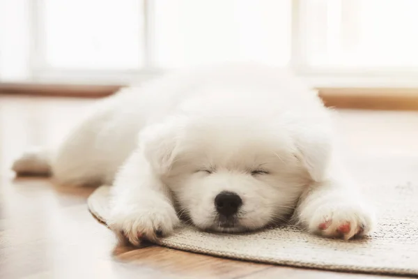 Cute Samoyed puppy lying on floor at home