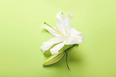 Renkli arkaplanda güzel zambak çiçeği