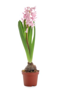 Beyaz arka planda güzel çiçek açan sümbül bitkisi