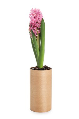 Beyaz arka planda güzel çiçek açan sümbül bitkisi