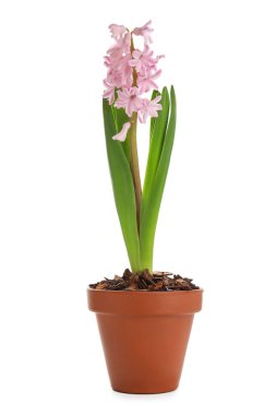 Beyaz arka planda güzel çiçek açan sümbül bitkisi