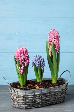 Güzel çiçek açan sümbül bitkileri renkli ahşap arka planda