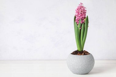 Işık arka planında güzel çiçek açan sümbül bitkisi