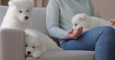 Evde sevimli Samoyed yavruları olan genç bir kadın var.