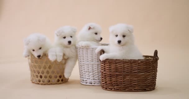 Cute Samoyed Puppies Wicker Baskets Color Background — Stock Video