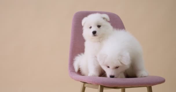 Bonitos Cachorros Samoyed Cadeira Contra Fundo Cor — Vídeo de Stock