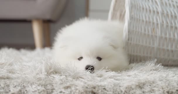 Cute Samoyed Szczeniak Leżący Miękkim Dywanie — Wideo stockowe