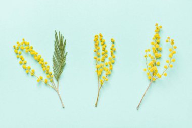 Renkli arkaplanda güzel mimoza çiçekleri