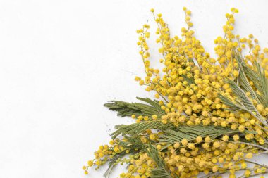 Beyaz arka planda güzel çiçek açan mimoza dalları