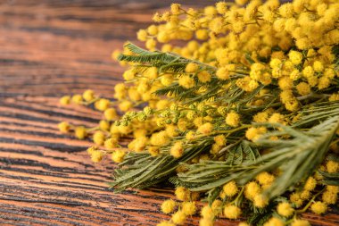 Ahşap arka planda güzel çiçekli mimoza dalları, yakın plan