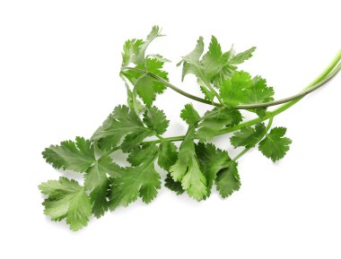 Beyaz arkaplanda taze kişniş yaprakları