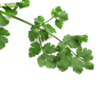 Beyaz arkaplanda taze kişniş yaprağı