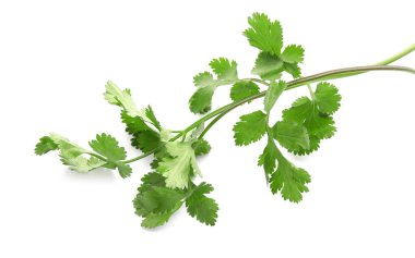 Beyaz arkaplanda taze kişniş yaprakları