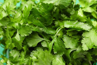 Arka plan olarak taze kişniş, yakın plan