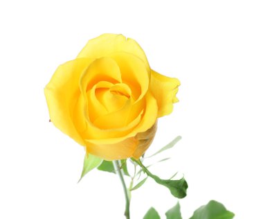 Beyaz arkaplanda taze sarı gül