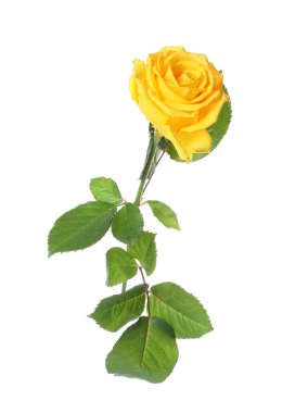 Beyaz arkaplanda taze sarı gül