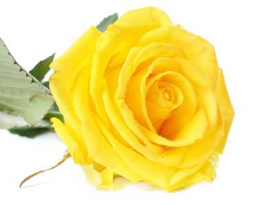 Beyaz arkaplanda taze sarı gül