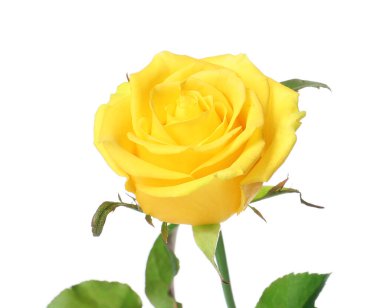 Beyaz arkaplanda taze sarı gül