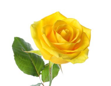 Beyaz arkaplanda taze sarı gül