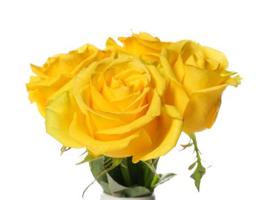 Beyaz arkaplanda taze sarı güller