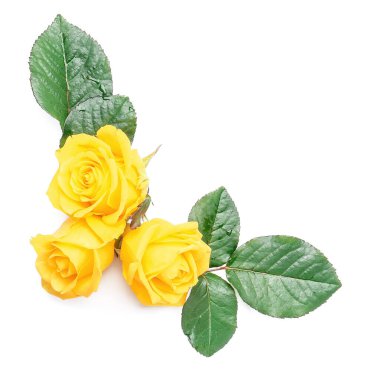 Beyaz arka planda yeşil yapraklı taze sarı güller.