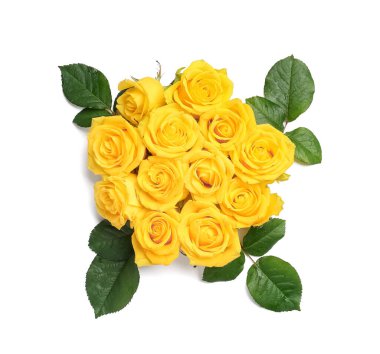 Beyaz arka planda yeşil yapraklı taze sarı güller.