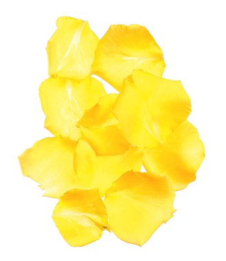 Beyaz arka planda taze sarı güller.