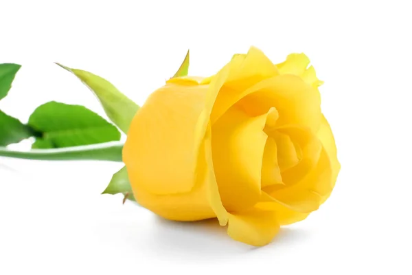 Rosa Amarilla Fresca Sobre Fondo Blanco —  Fotos de Stock