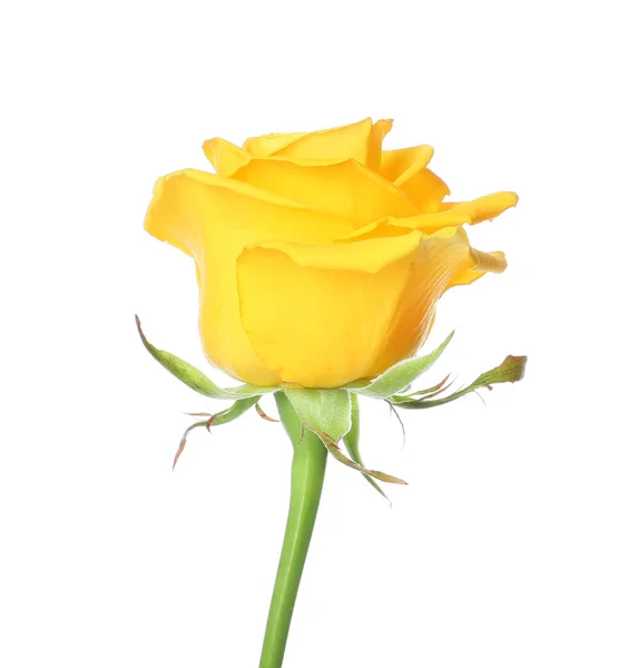 Rosa Amarilla Fresca Sobre Fondo Blanco —  Fotos de Stock