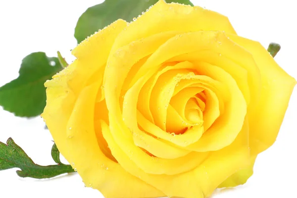 Свежая Желтая Роза Белом Фоне Крупный План — стоковое фото