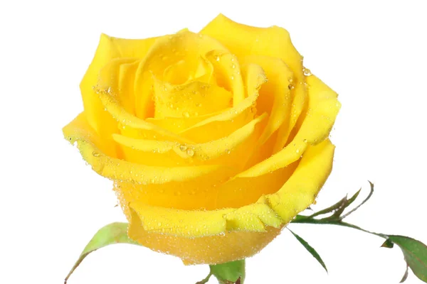 Fresh Yellow Rose White Background — Stock Photo, Image