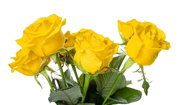 Fresh Yellow Roses White Background — Stock Photo, Image