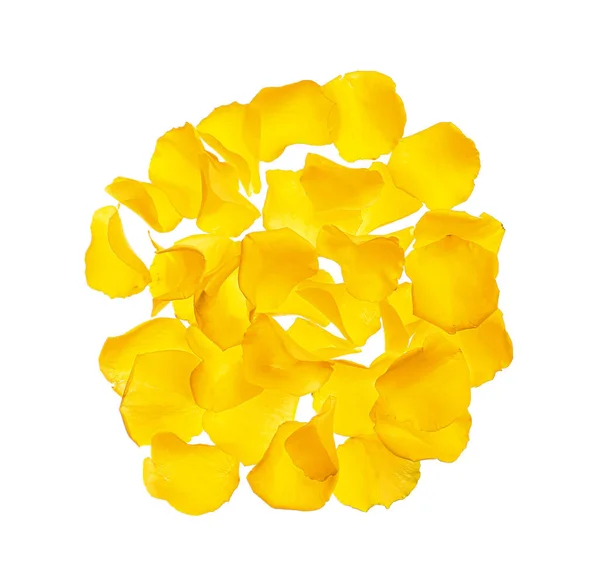 Fresh Petals Yellow Roses White Background — Stock Photo, Image